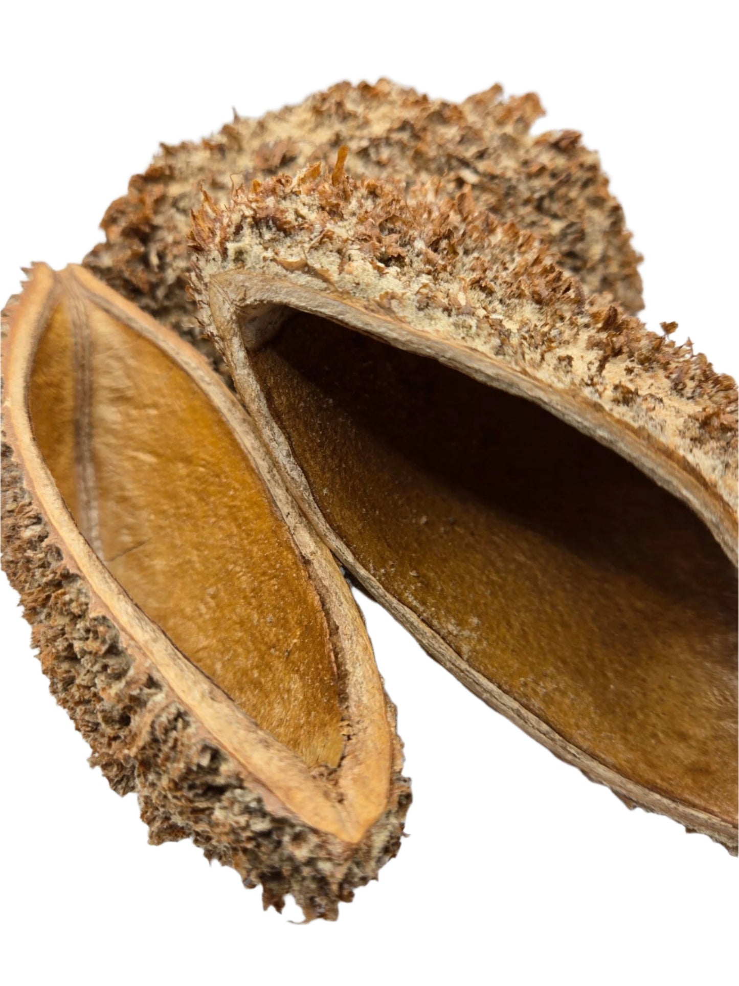 Close-up of two I Heart Bugs Urchin Pod/Bolsa Pastor Seed Pods, brown and oval with rough, spiky exteriors and smooth hollow interiors, overlapping on a white background. Texture and natural details are clearly shown.