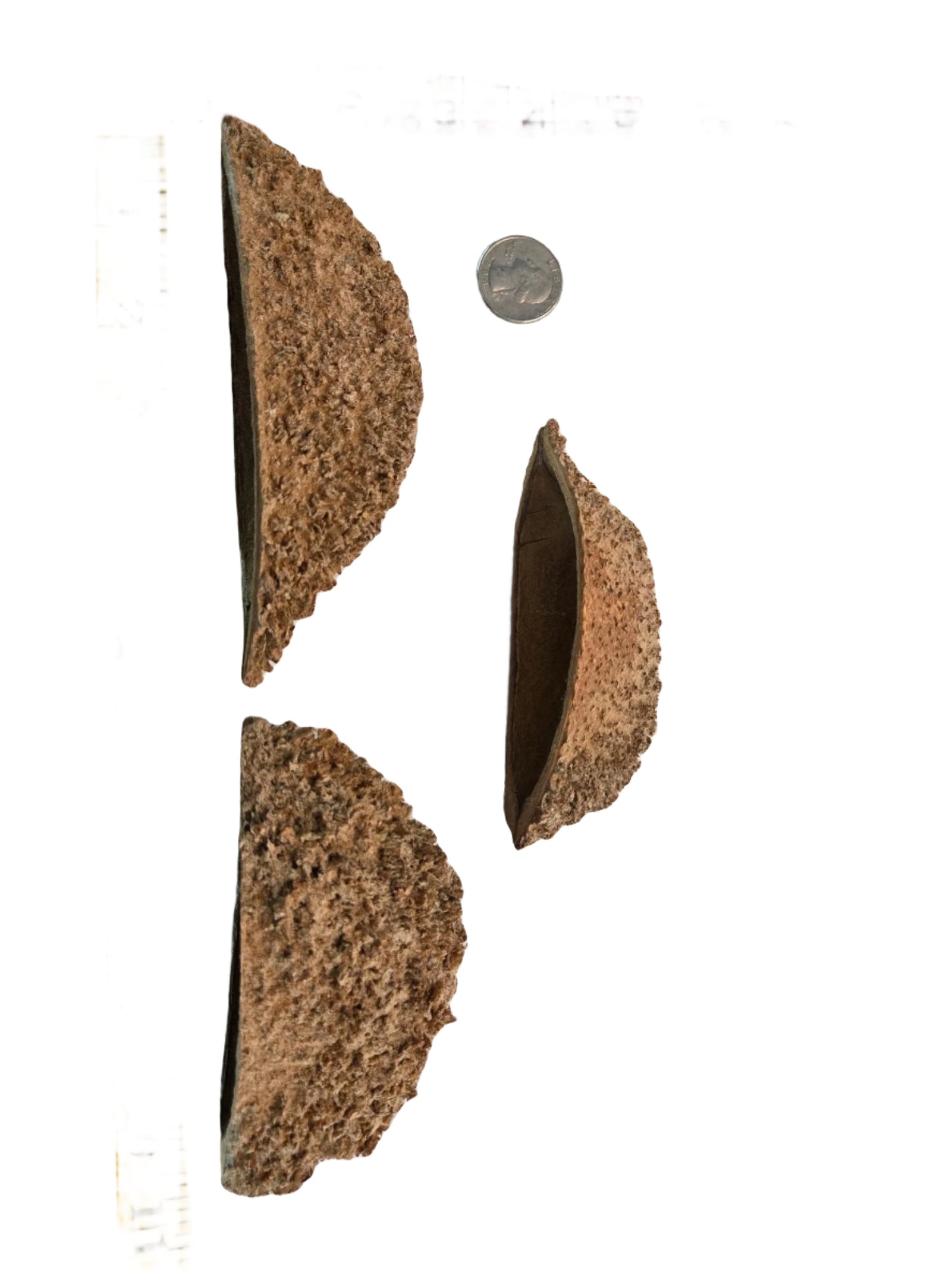 Three Urchin Pod/Bolsa Pastor Seed Pods by I Heart Bugs are shown beside a U.S. quarter for scale on a white background; their unique, natural shapes resemble urchin pods and make striking aquarium decor pieces.