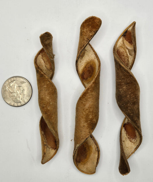 I Heart Bugs Velvet Spring Curl Pods - 3 Count: Three brown, spiraled pods of varying lengths with open, segmented interiors are arranged vertically on white. A US quarter for scale. Perfect as bioactive tank or terrarium botanicals.