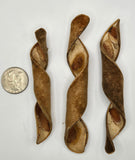 I Heart Bugs Velvet Spring Curl Pods - 3 Count: Three brown, spiraled pods of varying lengths with open, segmented interiors are arranged vertically on white. A US quarter for scale. Perfect as bioactive tank or terrarium botanicals.