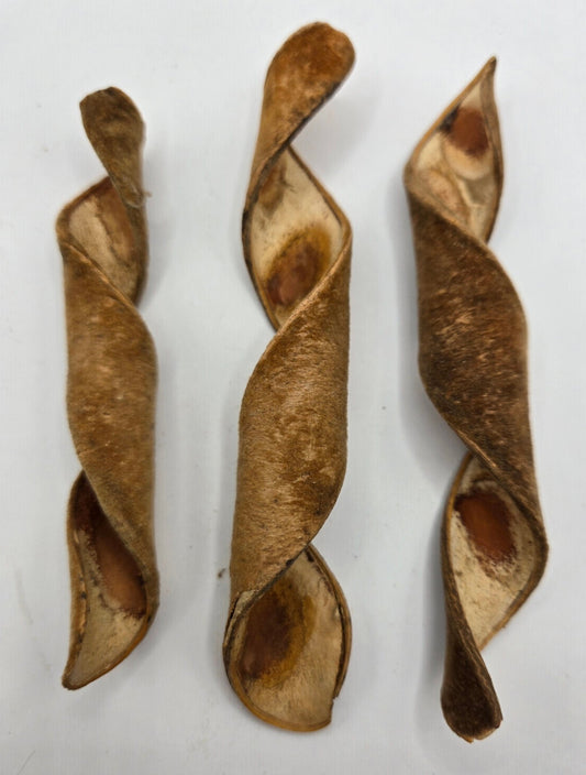 The I Heart Bugs Velvet Spring Curl Pods (3 Count) feature spiral-shaped, dry brown pods with exposed reddish-brown seeds and a rough, woody texture—ideal as unique terrarium botanicals.