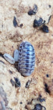 A close-up of I Heart Bugs Venezillo Parvus shows an adult curled up on a rough surface beside two pale juveniles, illustrating their love for humidity—perfect for maintaining a healthy, bioactive vivarium.