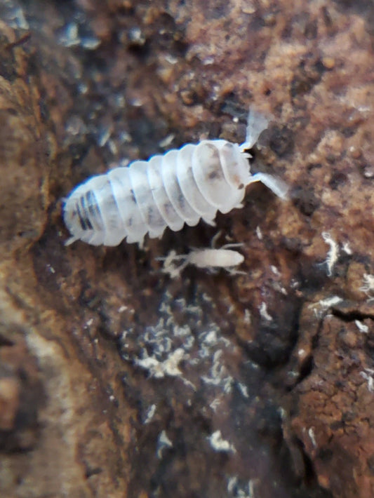 A close-up shows a white, segmented Dalmatian Roly-Poly Isopod (Venezillo Parvus) from I Heart Bugs on rough brown bark, with its legs and antennae visible. A smaller insect is near its underside, possibly a juvenile or another species.