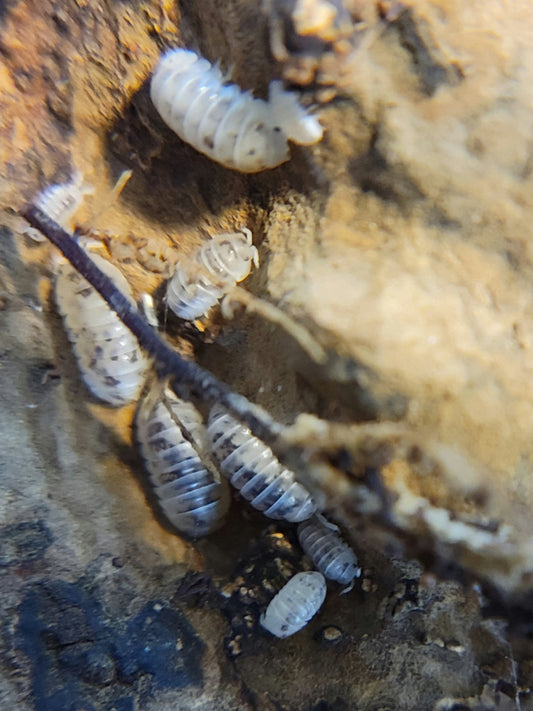 Close-up image of Dalmatian Roly-Poly Isopods (Venezillo Parvus) by I Heart Bugs, showing their pale white, ridged bodies clustered on earthy substrate in a dart frog vivarium. A twig crosses the foreground for contrast.