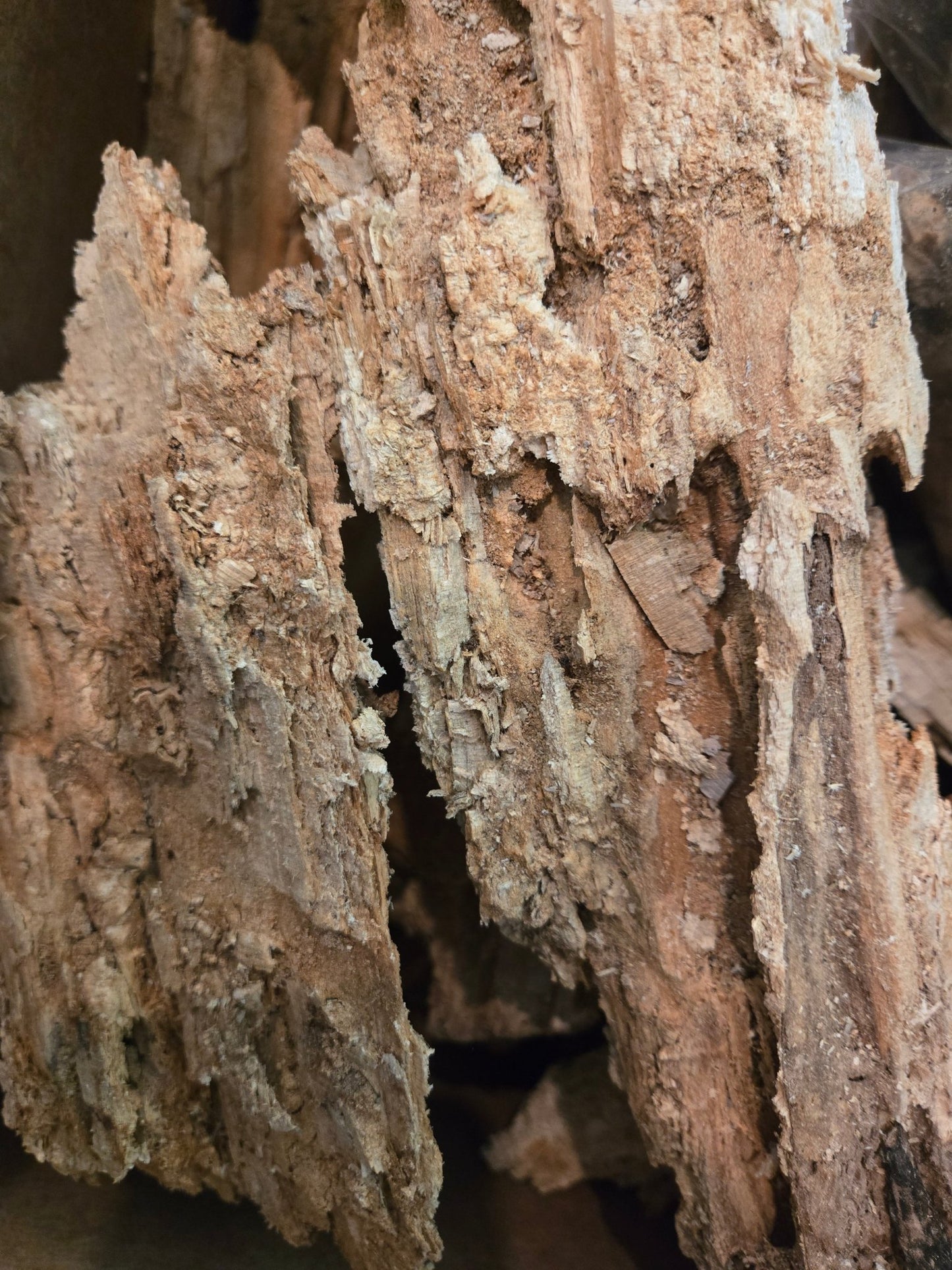 Wood Rot (Decaying Wood) - Quart Bag - IHEARTBUGS, INC.