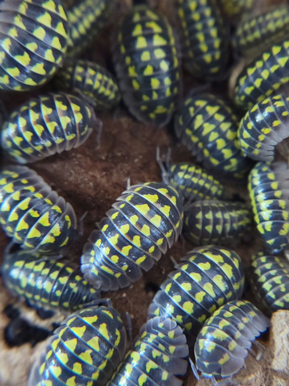 Isopods Commonly Used In Bioactive Enclosures - IHEARTBUGS, INC.