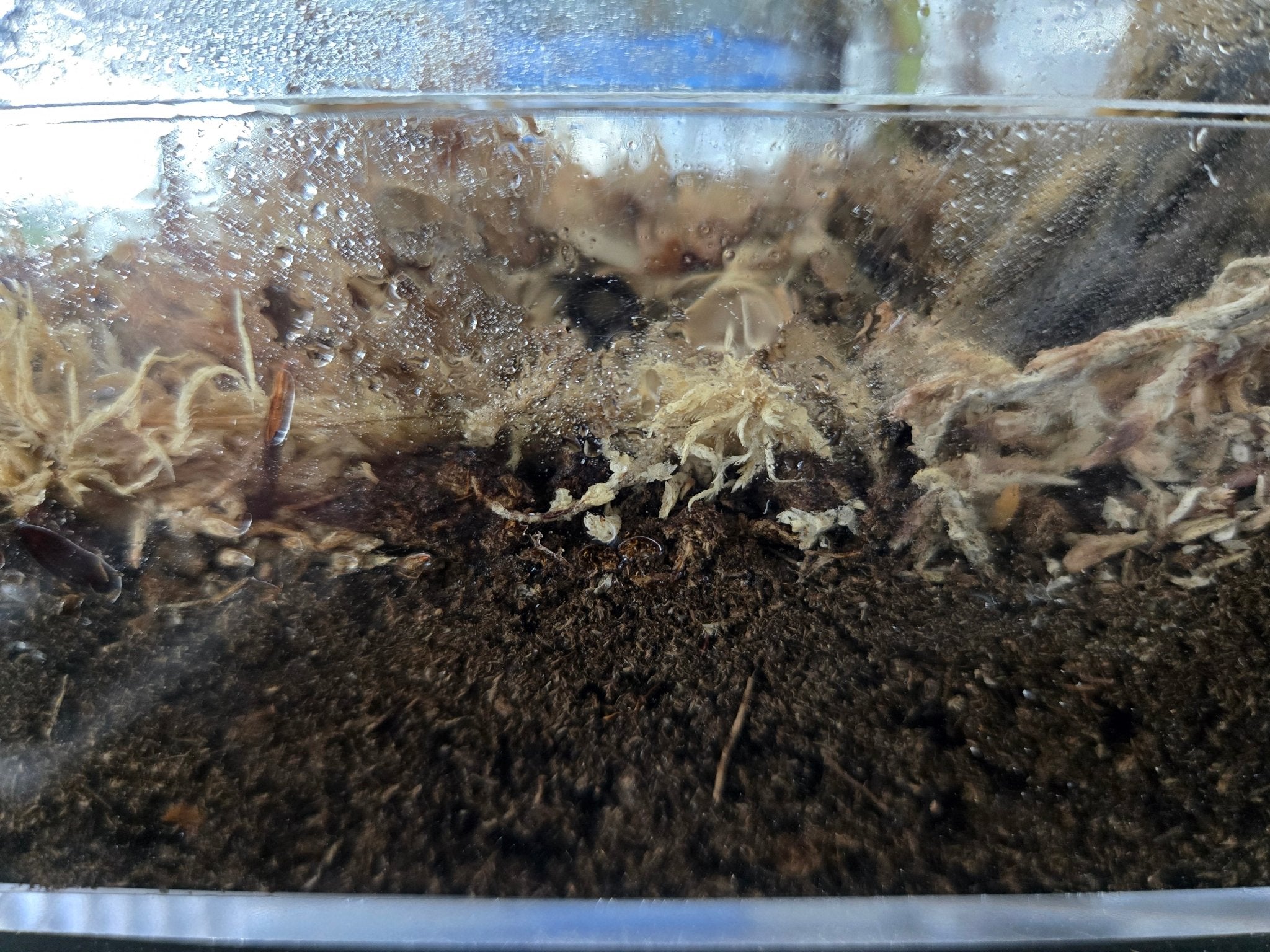 Jumping Spider Bioactive Enclosure – IHEARTBUGS, INC.