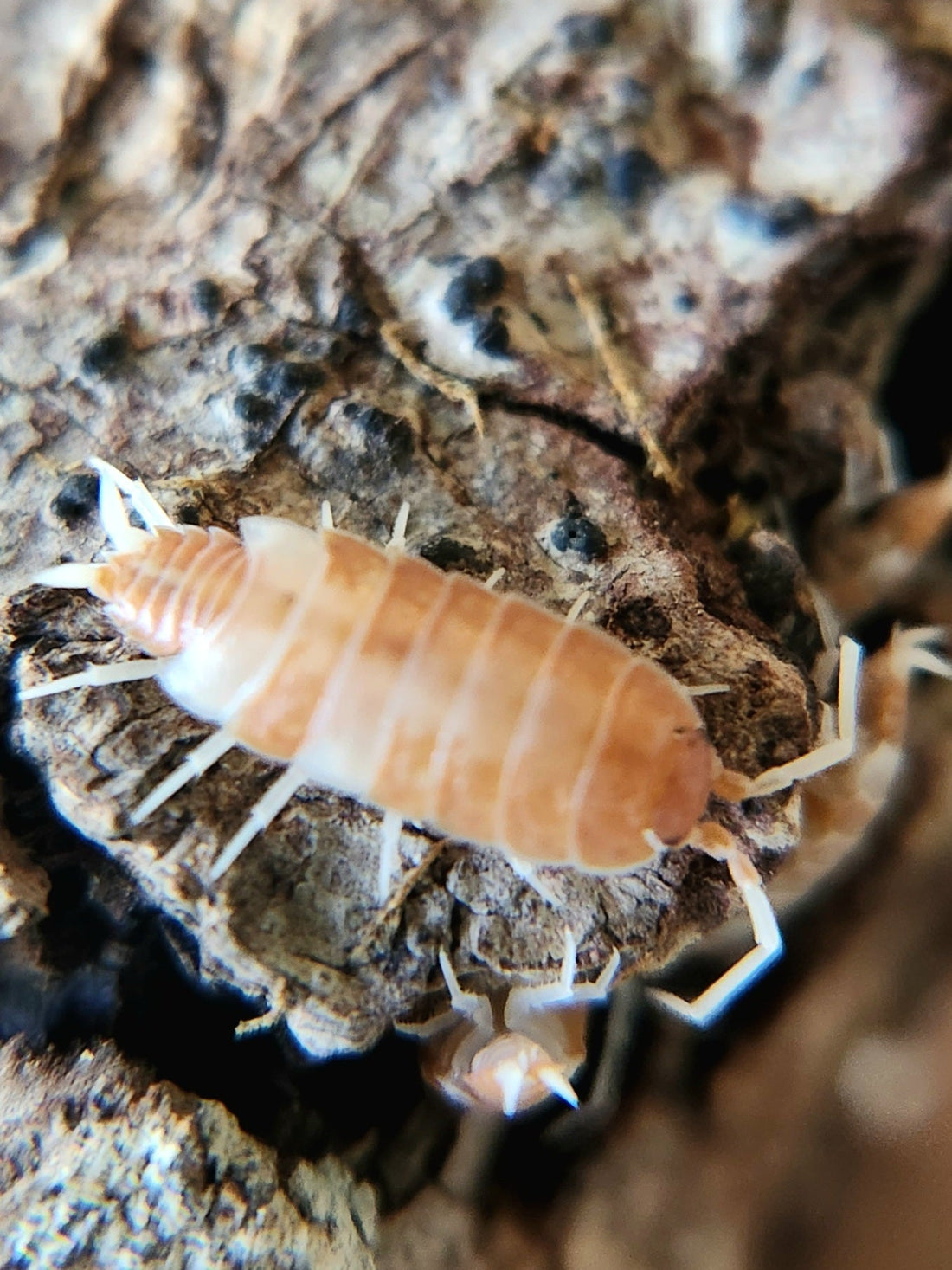 Selecting the Appropriate Isopods and Springtails for Your Bioactive Habitat - IHEARTBUGS, INC.