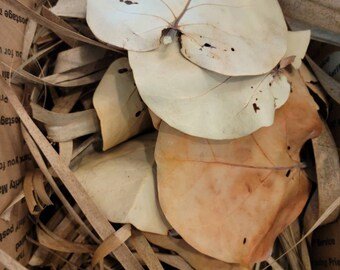 The Importance of Leaves/Leaf Litter for Isopods - IHEARTBUGS, INC.