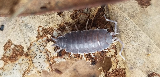 The "Powder Blue" Posse: Why Porcellionides pruinosus are a Must-Have for Your Bioactive Enclosure - IHEARTBUGS, INC.