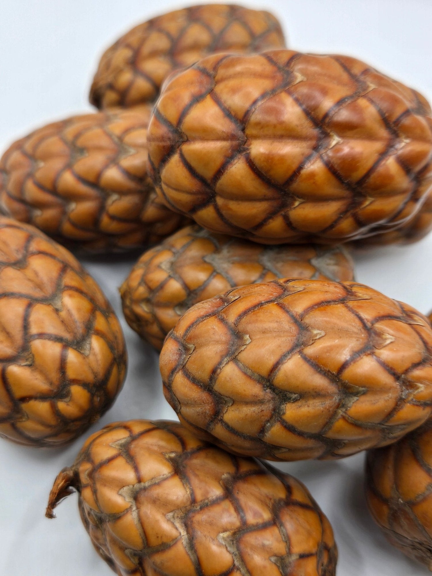 NaturePods Botanical Seed Pods