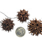 Ten spiky brown Sweetgum Pods by I Heart Bugs are shown next to a U.S. quarter for scale. The spherical pods feature stiff, pointed projections and small holes, ideal for bioactive terrariums or aquariums.