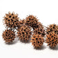 10 Sweetgum Pods - IHEARTBUGS, INC.