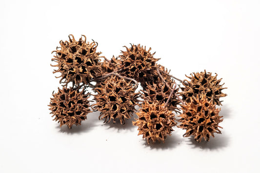 10 Sweetgum Pods - IHEARTBUGS, INC.