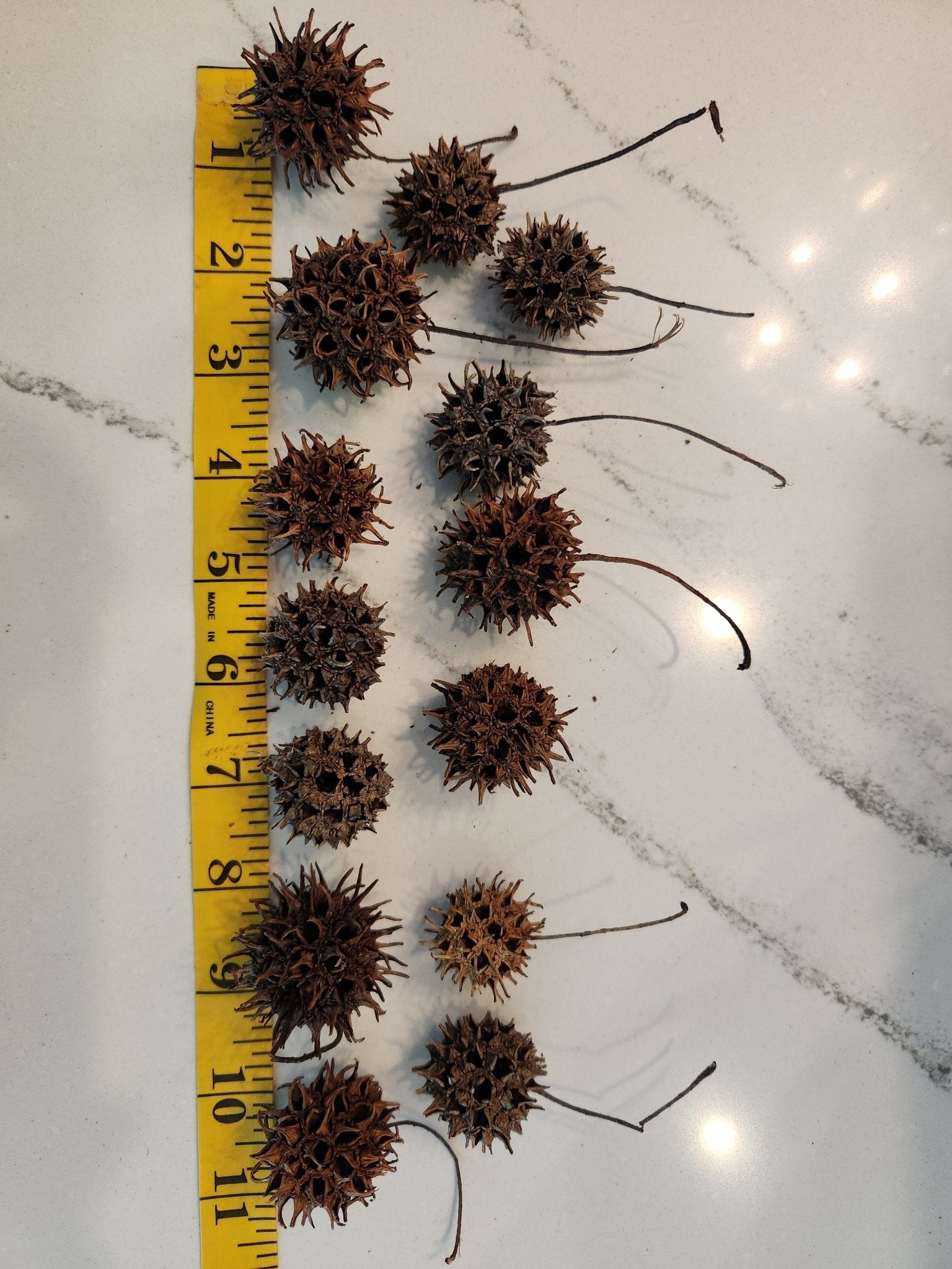 10 Sweetgum Pods - IHEARTBUGS, INC.