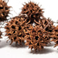 10 Sweetgum Pods - IHEARTBUGS, INC.