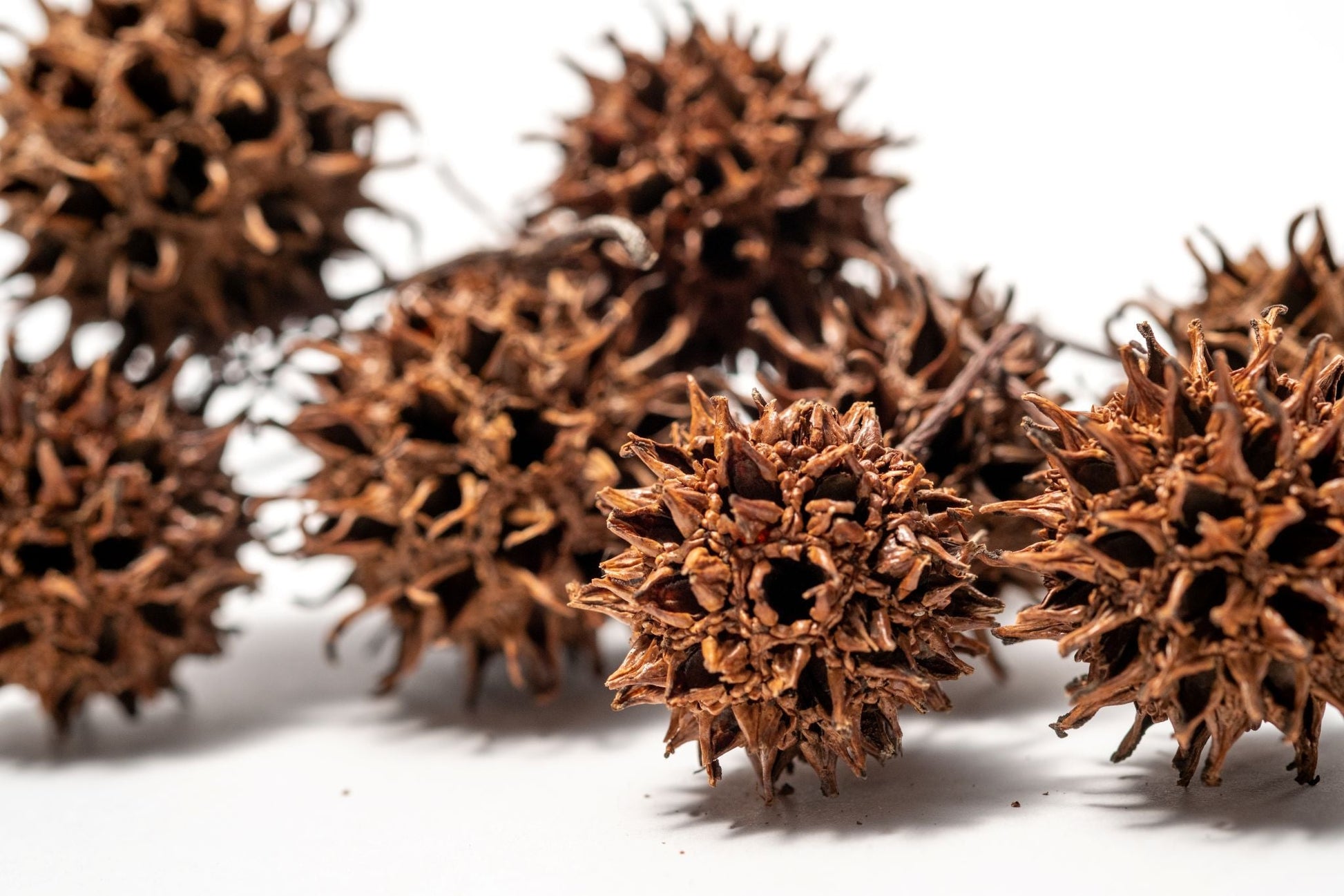 10 Sweetgum Pods - IHEARTBUGS, INC.