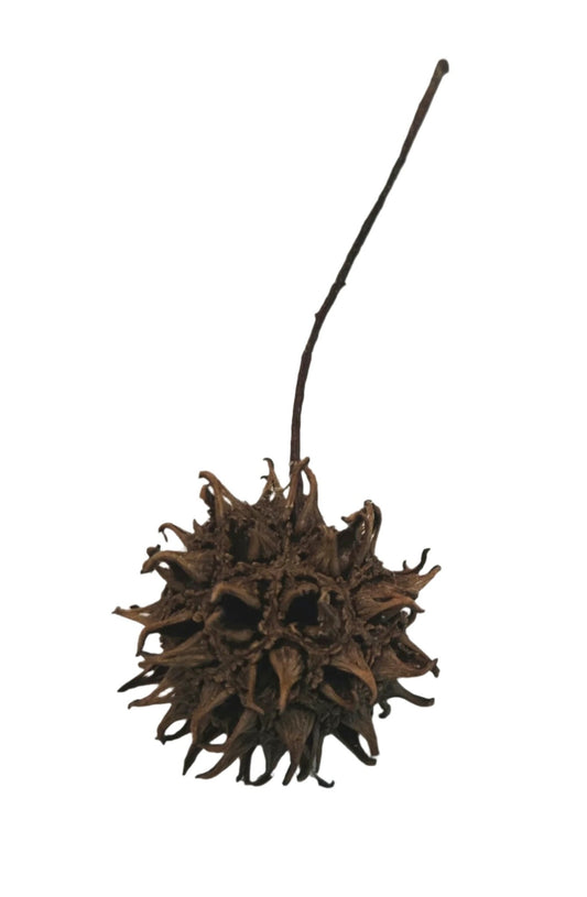 I Heart Bugs 10 Sweetgum Pods feature brown, spiky seed pods with stems. Ideal as unique, textured decor for terrariums or aquariums, these bioactive accents stand out against any background.