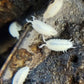 100 Dwarf White Isopods (May Contain pruinosus) - IHEARTBUGS, INC.