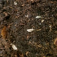 100 Dwarf White Isopods (May Contain pruinosus) - IHEARTBUGS, INC.