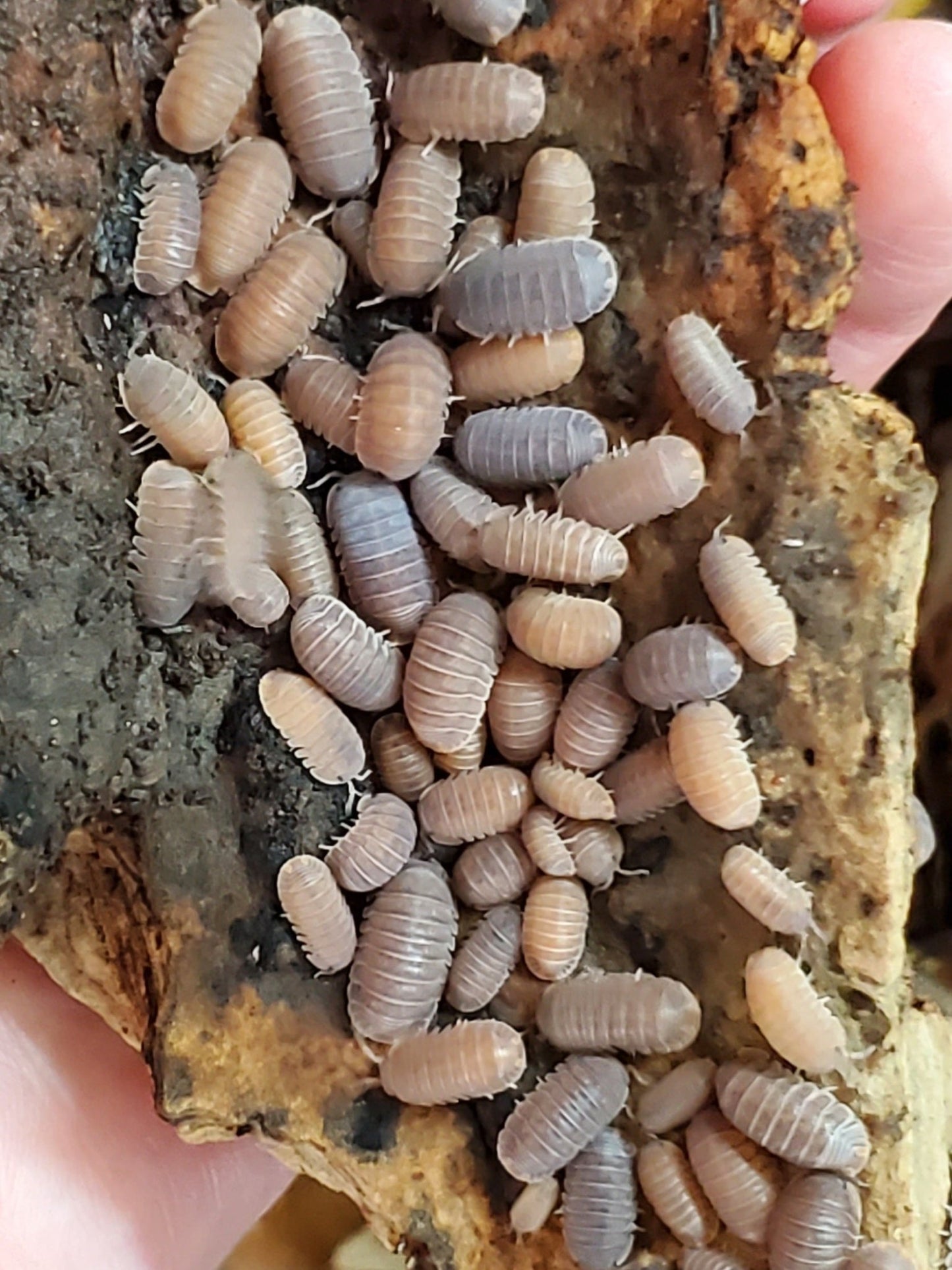 100 Mystery (Various Mixed Random Species) Isopods for Bioactive Clean - Up Crew and Feeders - IHEARTBUGS, INC.