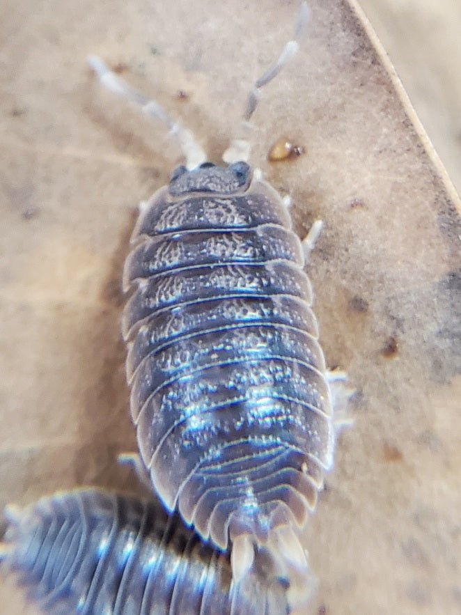 100 Mystery (Various Mixed Random Species) Isopods for Bioactive Clean - Up Crew and Feeders - IHEARTBUGS, INC.