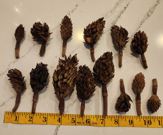 20 Magnolia Pods - IHEARTBUGS, INC.