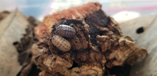 100 Mystery (Various Mixed Random Species) Isopods for Bioactive Clean-Up Crew and Feeders