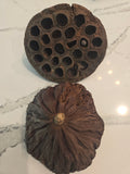 Two dried lotus seeds that are slightly damaged on a marble surface