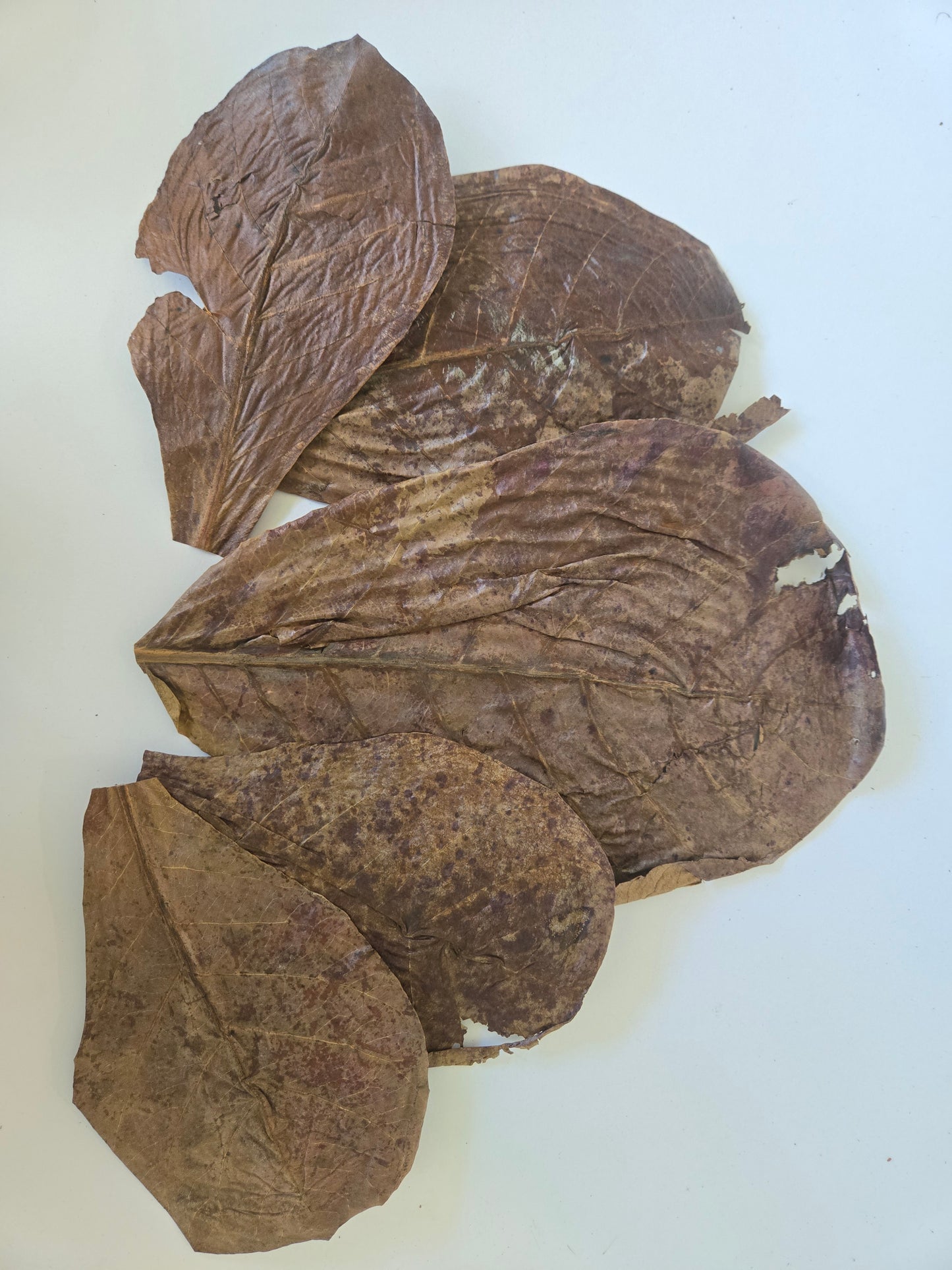 Six overlapping, dried, brownish Catappa Terminalia Indian Almond Leaves by I Heart Bugs, with visible wrinkles and texture—some showing areas of damage or missing pieces—are arranged randomly on a plain white background. The leaves vary in shape and size, creating an organic, natural pattern reminiscent of the mixed-sized foliage found in the 25-leaf pack used for blackwater aquarium setups to release beneficial tannins.