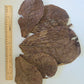 Twenty-five mixed-sized Catappa Terminalia Indian Almond Leaves from I Heart Bugs are arranged beside a wooden ruler on a white background. The leaves vary in size, with the largest measuring close to 30 cm in length. Their textured, wrinkled surfaces may display natural cracks or tears, and they are prized for releasing beneficial tannins in blackwater aquarium setups.