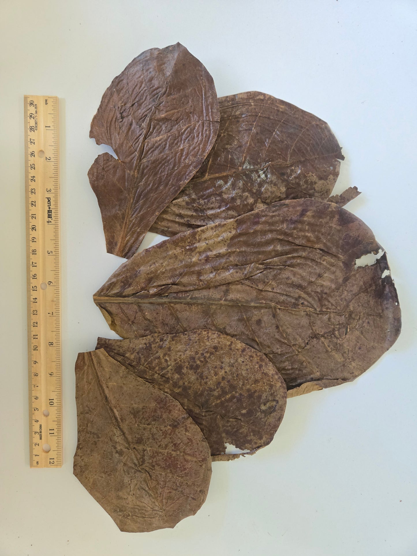 Twenty-five mixed-sized Catappa Terminalia Indian Almond Leaves from I Heart Bugs are arranged beside a wooden ruler on a white background. The leaves vary in size, with the largest measuring close to 30 cm in length. Their textured, wrinkled surfaces may display natural cracks or tears, and they are prized for releasing beneficial tannins in blackwater aquarium setups.