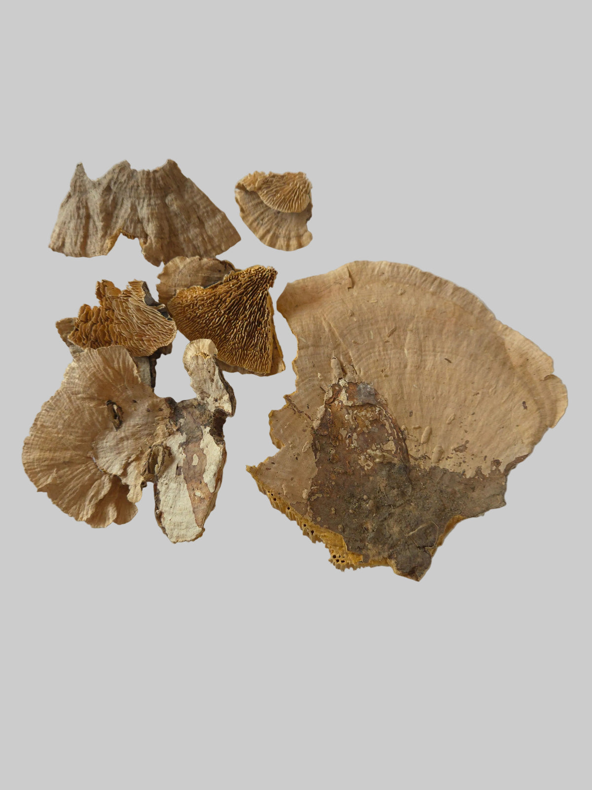 Several dried, irregularly shaped pieces of a brown and tan fungus or mushroom shown on a plain light gray background.