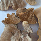 Scattered across a white surface, several pieces of dried, beige and brown fungi from I Heart Bugs’ Imperfect Sponge Mushroom Pieces (2 Ounce Bag) display textured, fan-like gills and varied forms—some with wavy edges and layered ridges, others with smoother or slightly cracked surfaces. These unique shapes add natural texture to bioactive terrariums or serve as excellent enrichment for isopods.