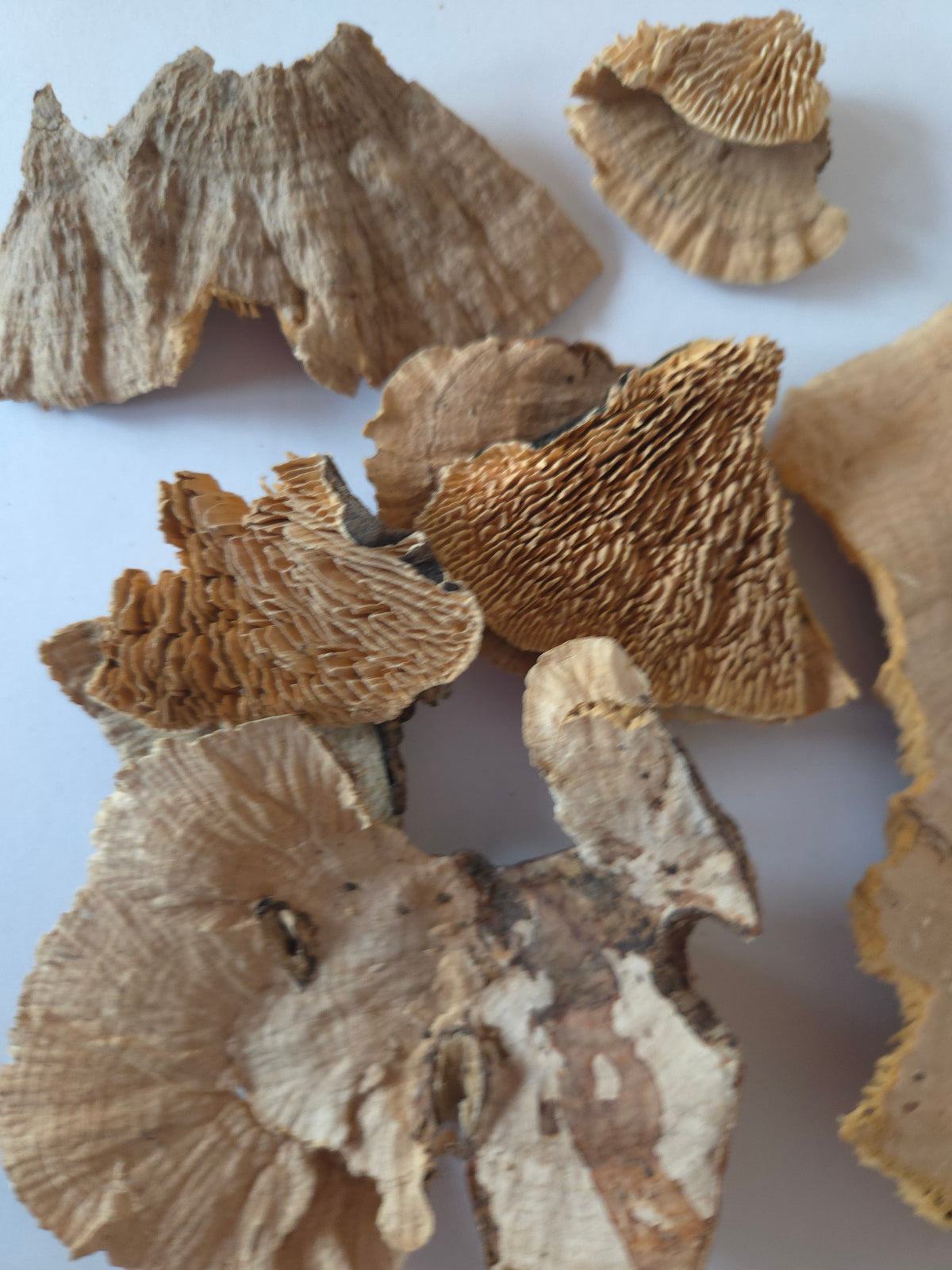 Scattered across a white surface, several pieces of dried, beige and brown fungi from I Heart Bugs’ Imperfect Sponge Mushroom Pieces (2 Ounce Bag) display textured, fan-like gills and varied forms—some with wavy edges and layered ridges, others with smoother or slightly cracked surfaces. These unique shapes add natural texture to bioactive terrariums or serve as excellent enrichment for isopods.