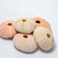 5 Sea Urchin Shells - Great Source of Calcium For Isopods - IHEARTBUGS, INC.