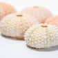 5 Sea Urchin Shells - Great Source of Calcium For Isopods - IHEARTBUGS, INC.
