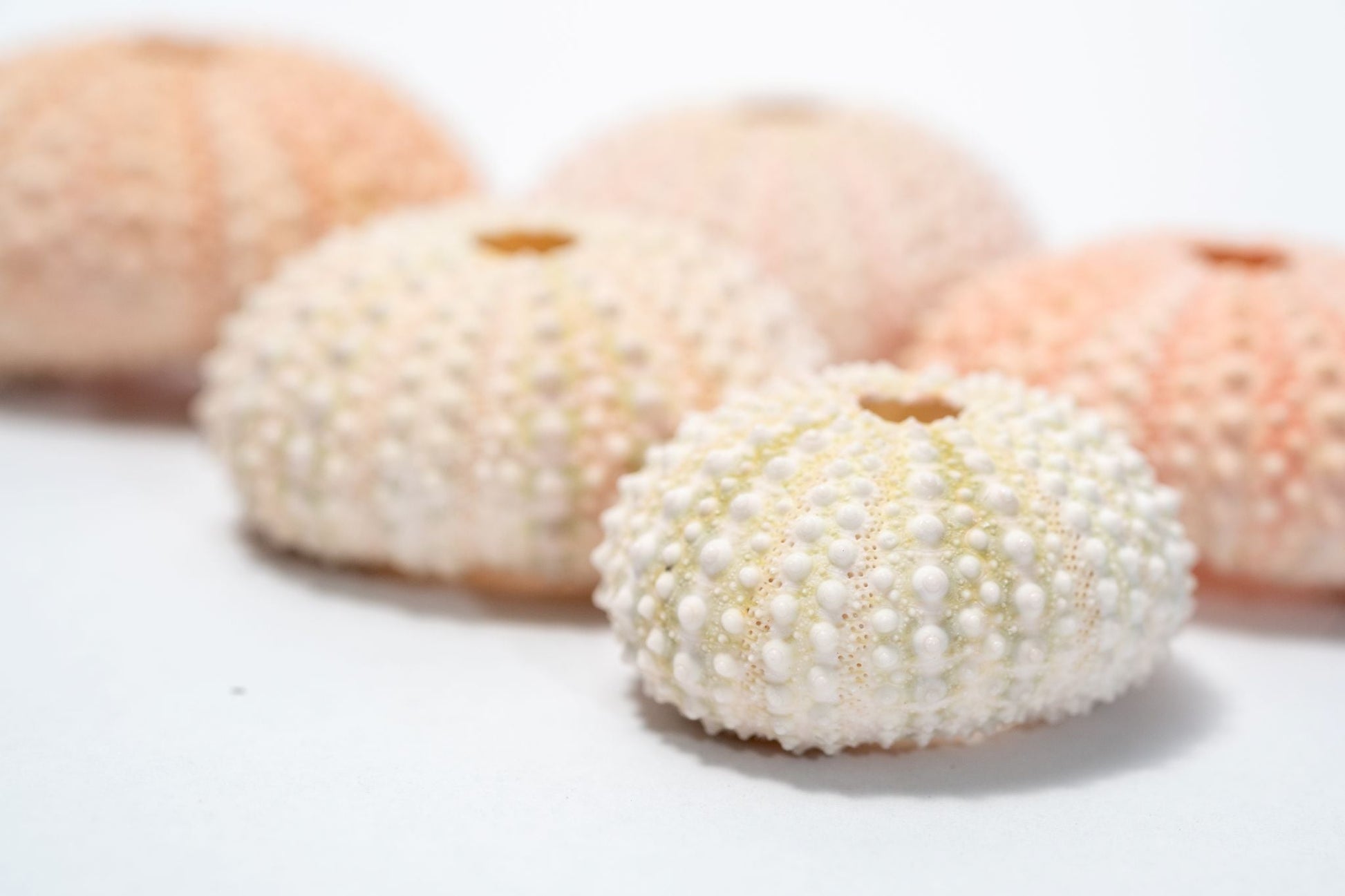 5 Sea Urchin Shells - Great Source of Calcium For Isopods - IHEARTBUGS, INC.