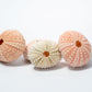 5 Sea Urchin Shells - Great Source of Calcium For Isopods - IHEARTBUGS, INC.