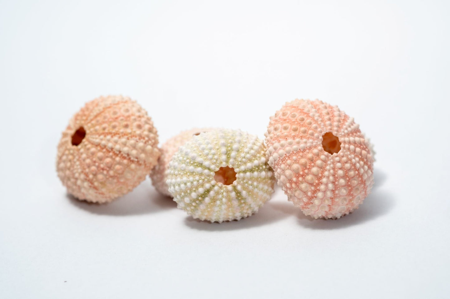 5 Sea Urchin Shells - Great Source of Calcium For Isopods - IHEARTBUGS, INC.