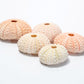 5 Sea Urchin Shells - Great Source of Calcium For Isopods - IHEARTBUGS, INC.