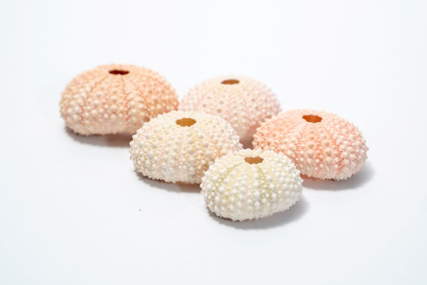 5 Sea Urchin Shells - Great Source of Calcium For Isopods - IHEARTBUGS, INC.