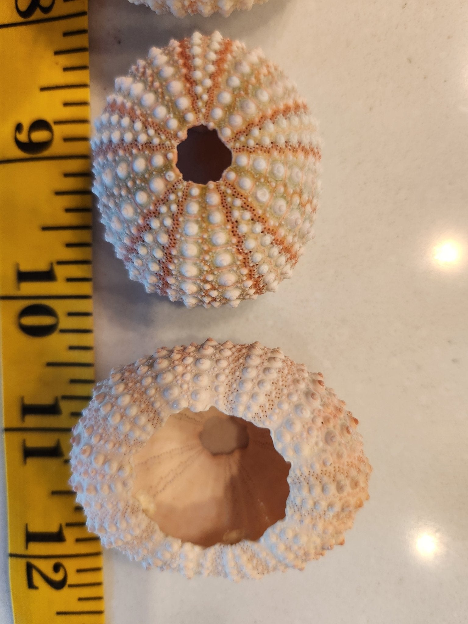 Sea Urchin Shells For Terrarium - Calcium For Isopods – IHEARTBUGS, INC.