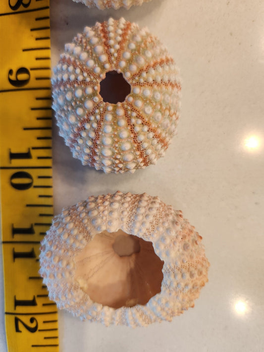 5 Sea Urchin Shells - Great Source of Calcium For Isopods - IHEARTBUGS, INC.