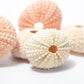 5 Sea Urchin Shells - Great Source of Calcium For Isopods - IHEARTBUGS, INC.