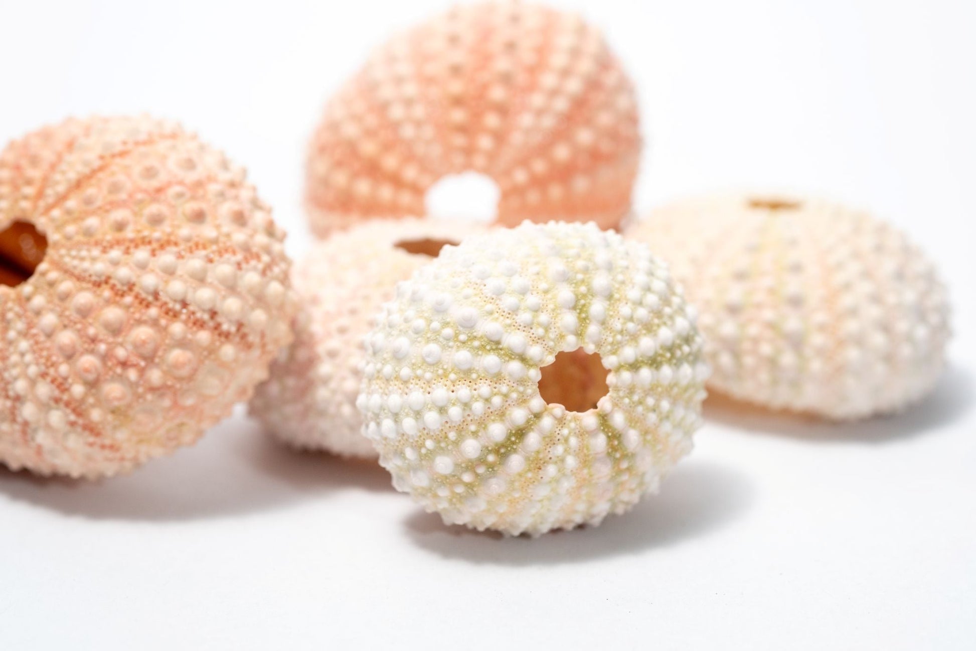 5 Sea Urchin Shells - Great Source of Calcium For Isopods - IHEARTBUGS, INC.