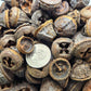 Five weathered, round Eucalyptus Pods by I Heart Bugs—shown next to a U.S. quarter for scale—feature earthy brown tones and openings, making them unique natural decor accents for aquariums.