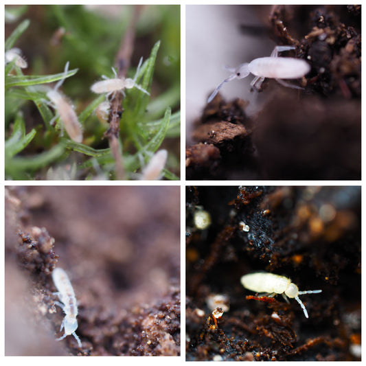 Collage of 4 different springtail species for bioactive enclosures