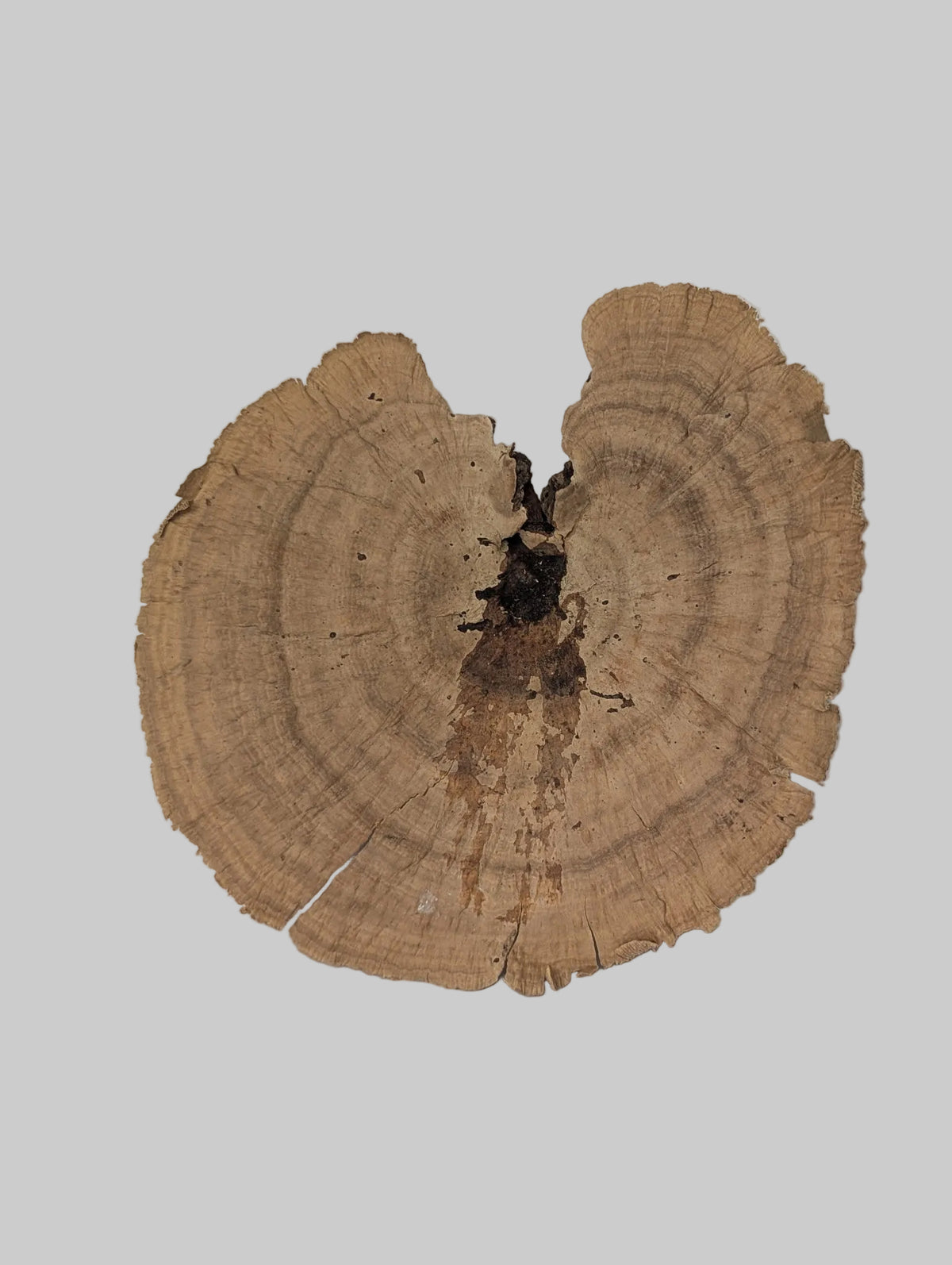 A mushroom cap with prominent concentric growth rings, displayed against a plain light gray background.