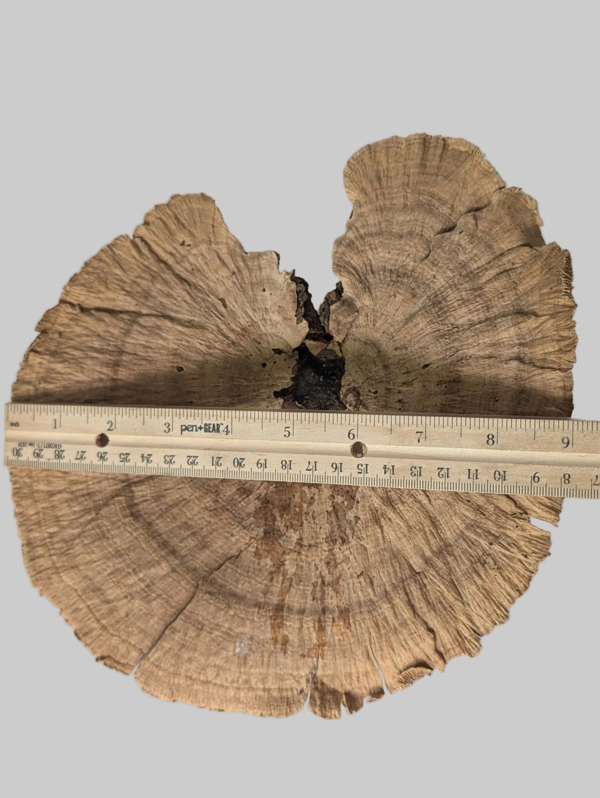 A large, irregularly shaped sponge mushroom cap with prominent growth rings and a dark central cavity, shown with a wooden ruler measuring its width against a plain light gray background.